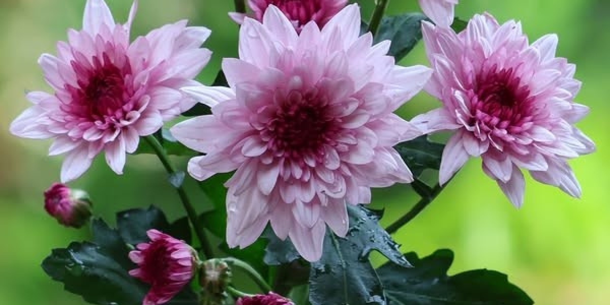 2025 NFL Free Firm: Only 1 Packer called a top-100 player